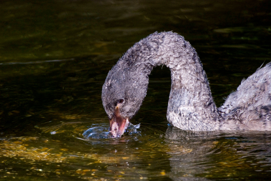 PULCINO DI CIGNO CHE SI DISSETA