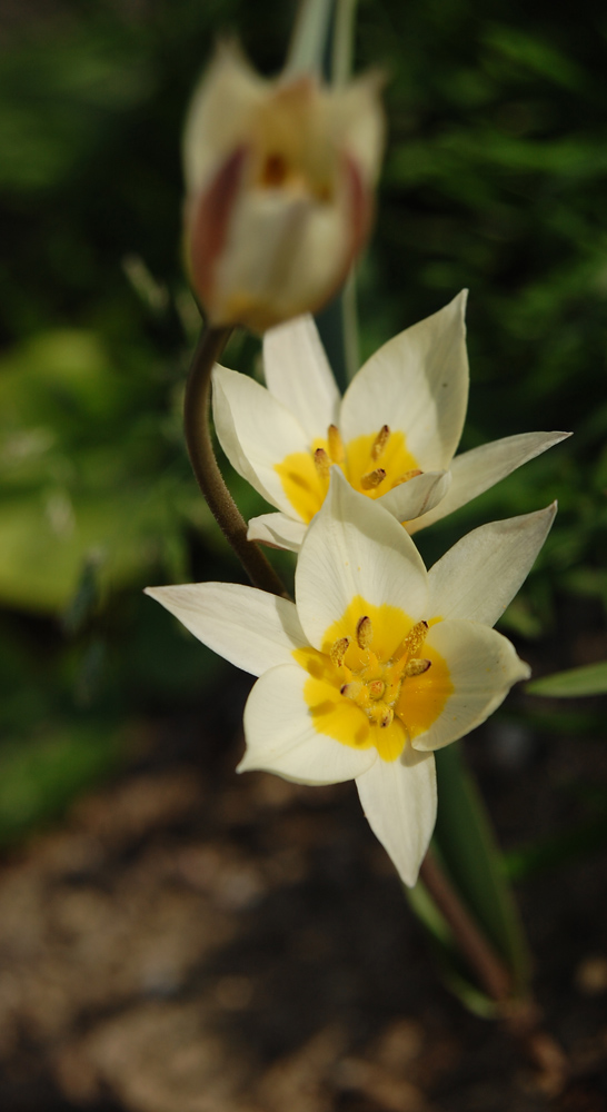 tulipani selvatici