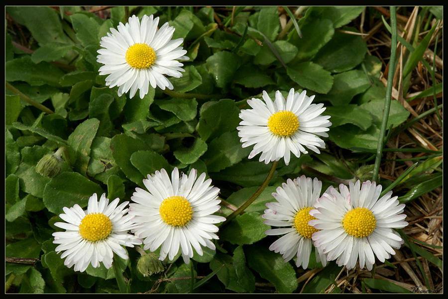 Guardare e NON  T O C C A R E !!!!!! 3