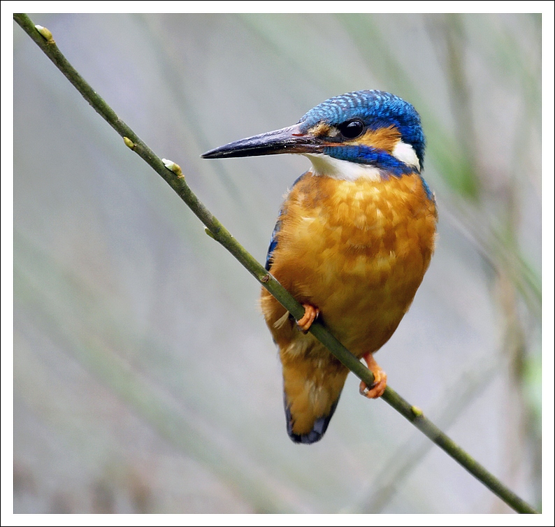 Martino - Oasi di Sant'alessio
