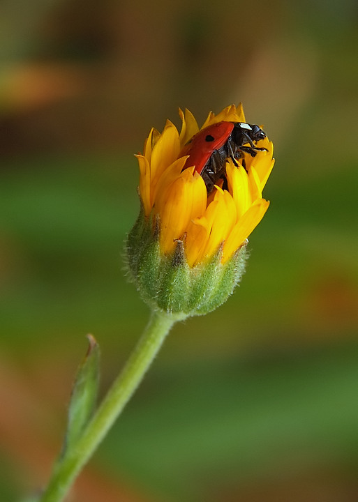 ninna nanna, ninna oh .....