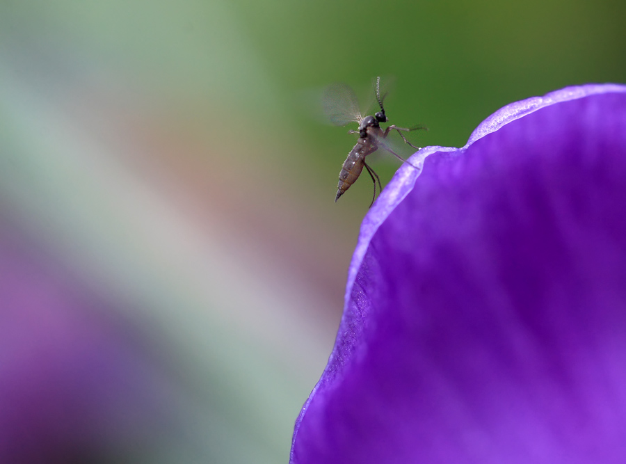 E' dura arrivare in vetta..
