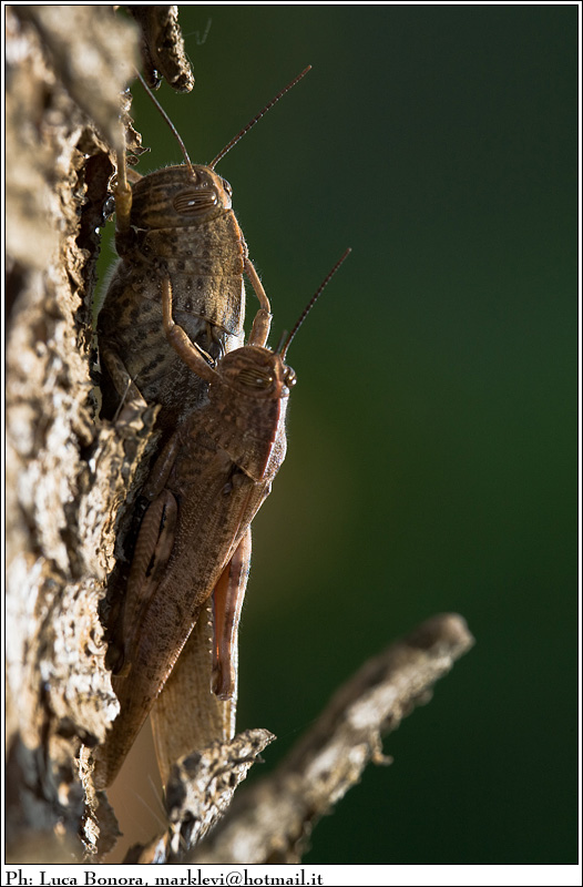 in coppia, con + pdc