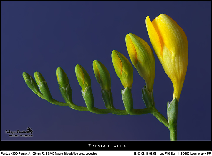 Provando... con le Fresie!