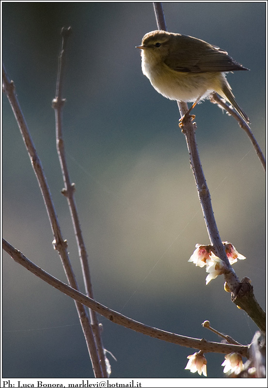 piccolo amico controluce