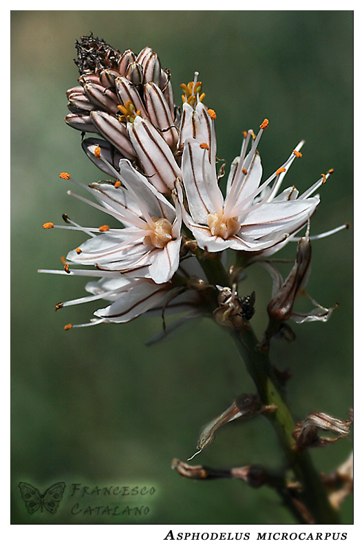 Asphodelus Microcarpus