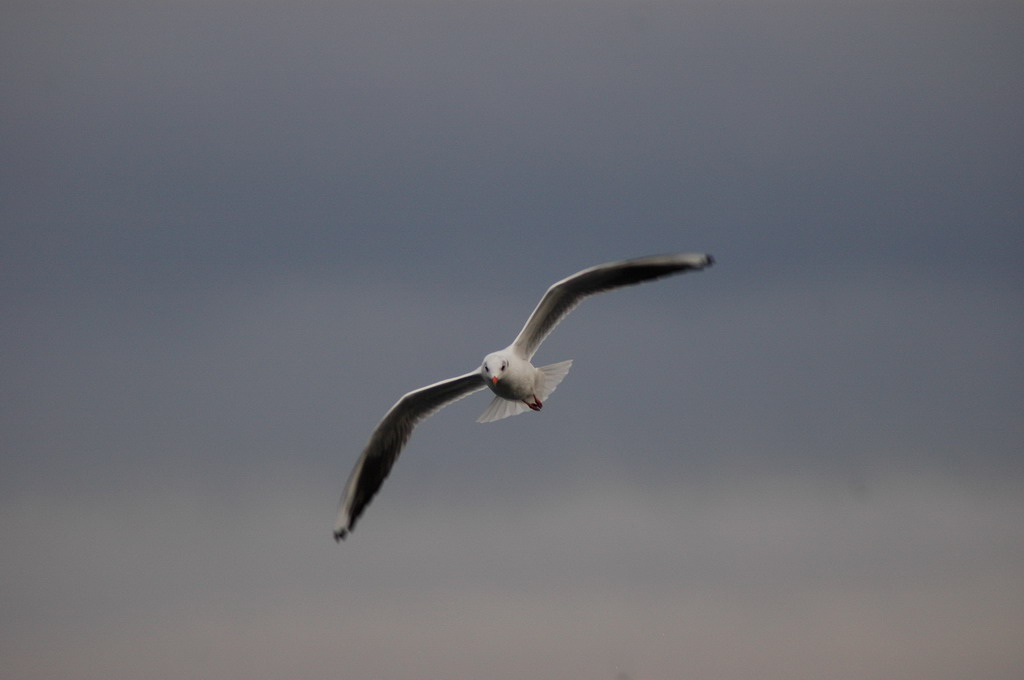 Gabbiano - Neuchatel - Svizzera