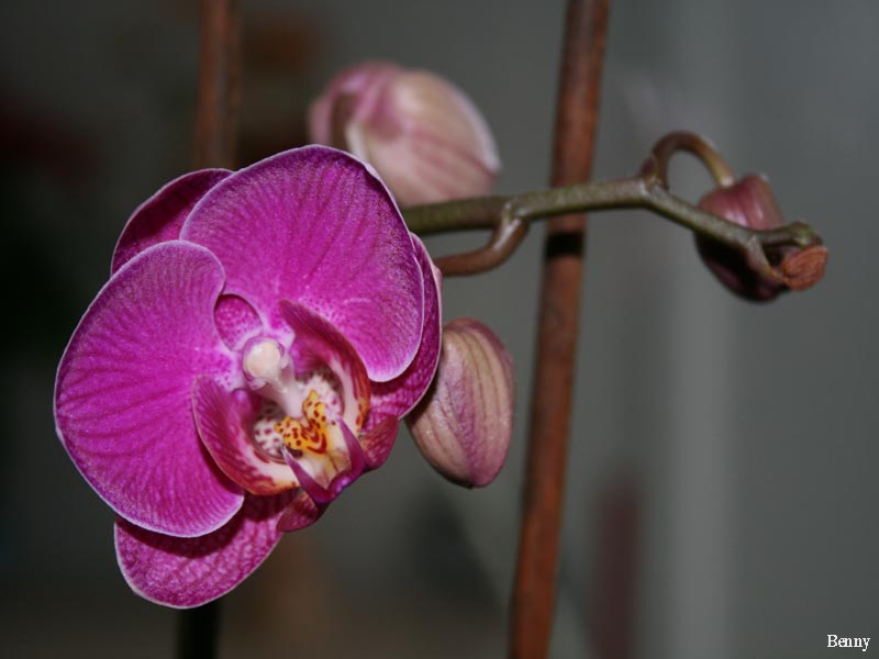 Orchidea