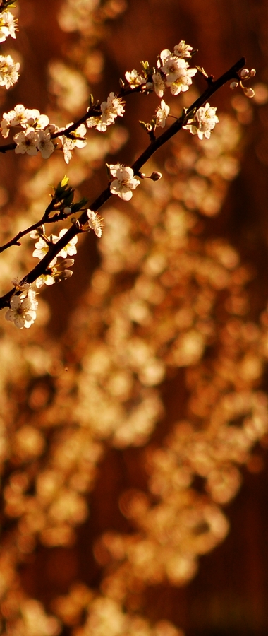 Primavera in verticale :P