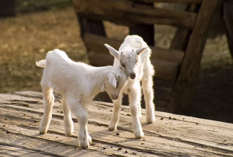 Un pensiero anche per loro...