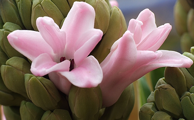 fior fiore di ciclamino