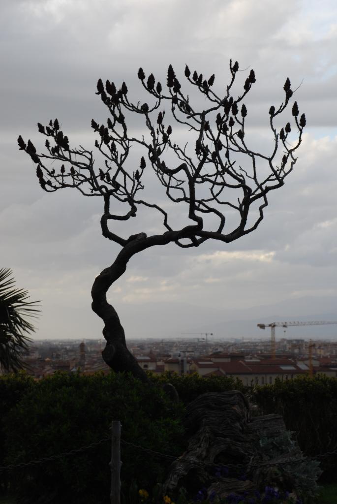 L'albero "bianco" di Firenze