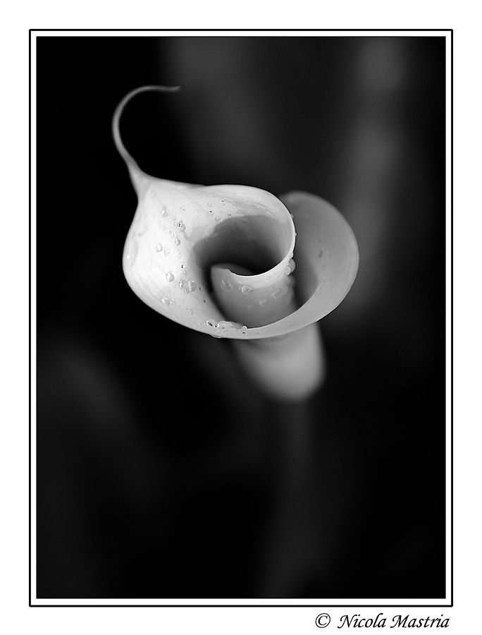 Calla B&W