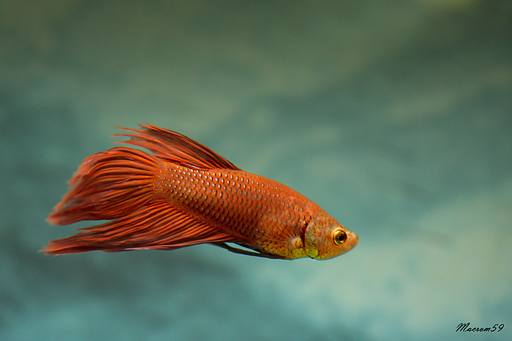 Betta splendens