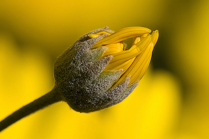 Bocciolo di margherita