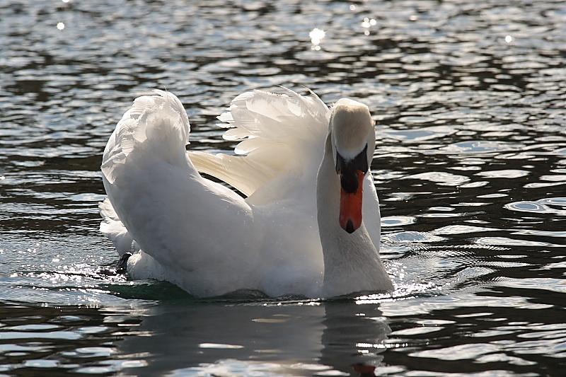 cigno