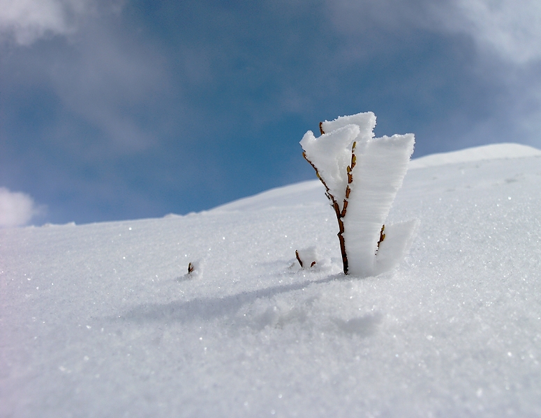 Primavera raffreddata
