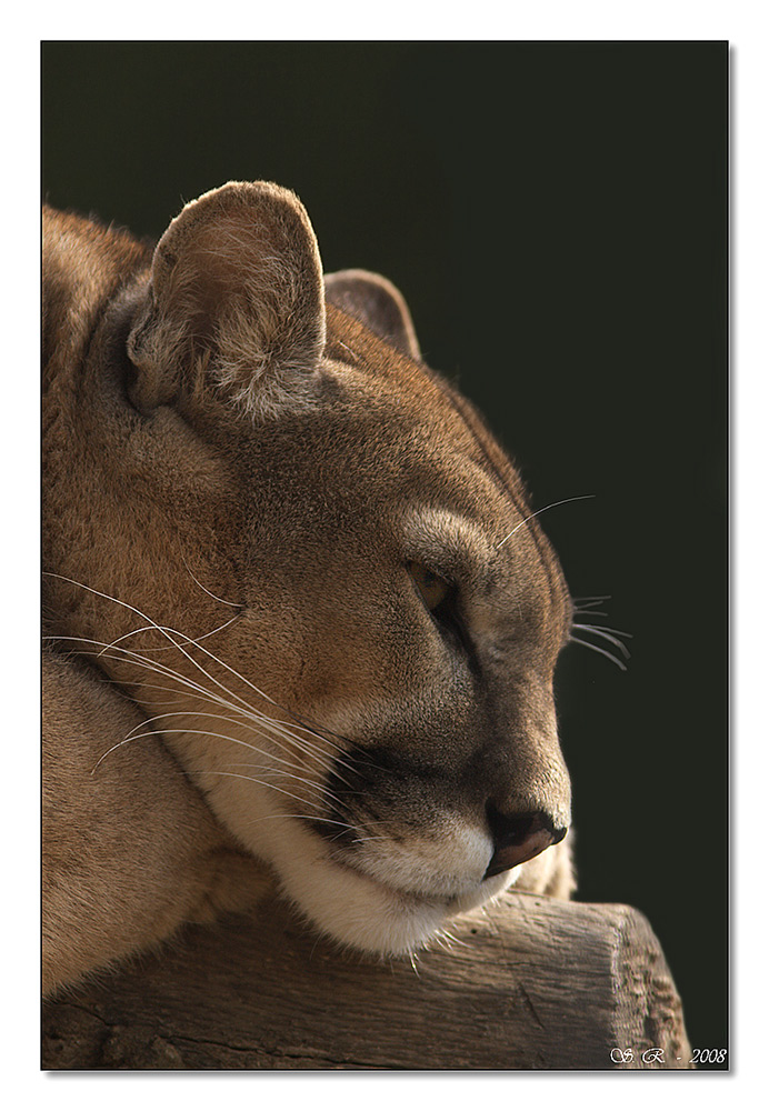 Assorto e pensieroso