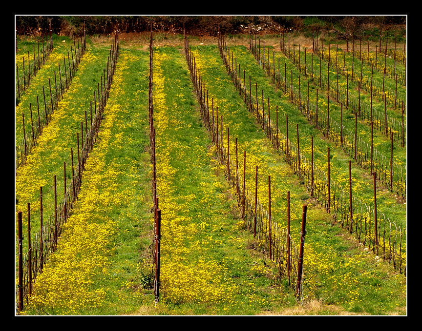 Vigne e fiori