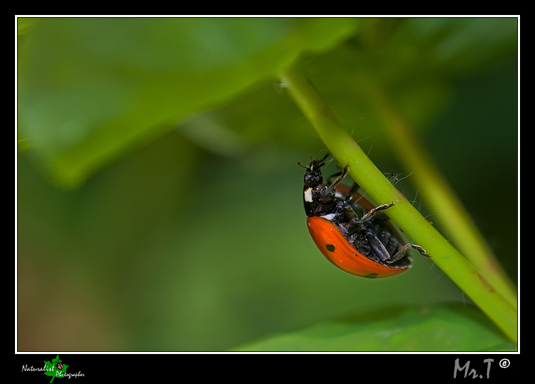 Tra l'erba....parte III...scalatore in rosso