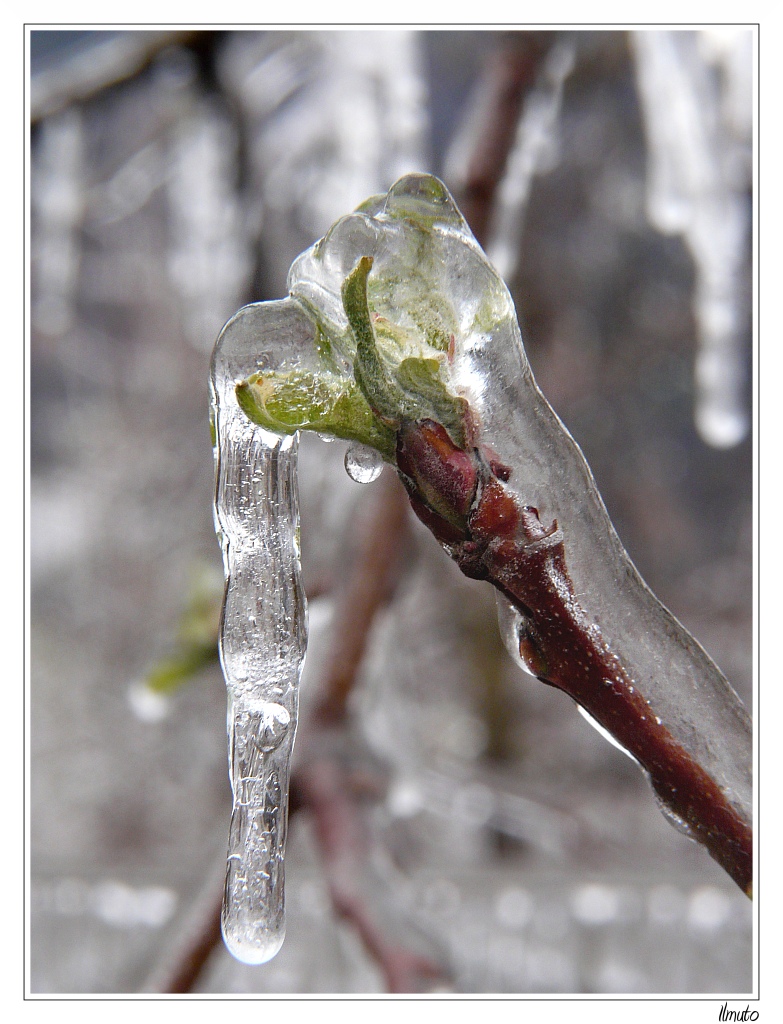 conservare le mele in freezer
