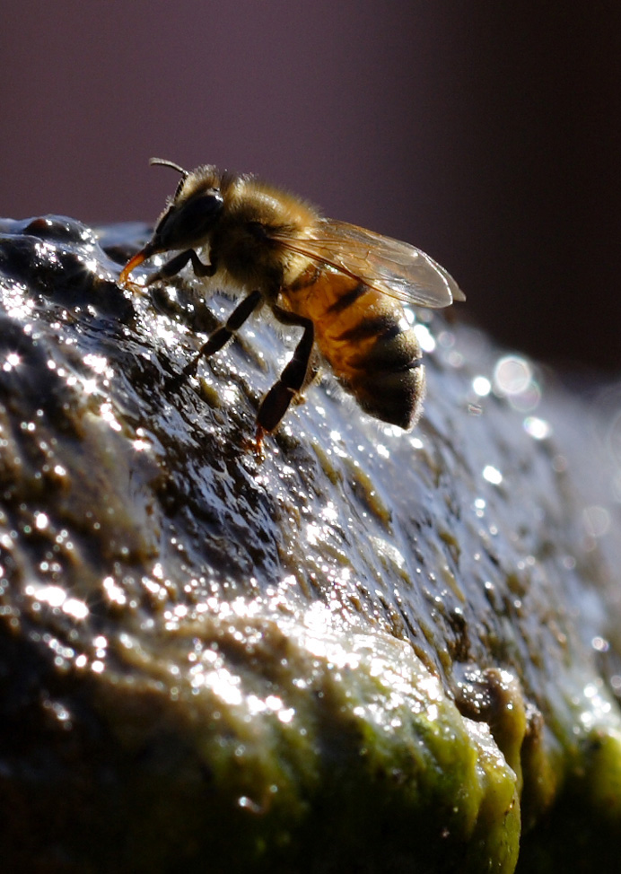 come beve un ape.....