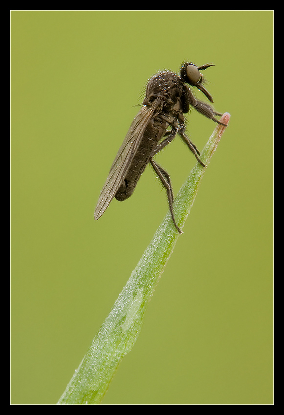 Dittero su stelo d'erba