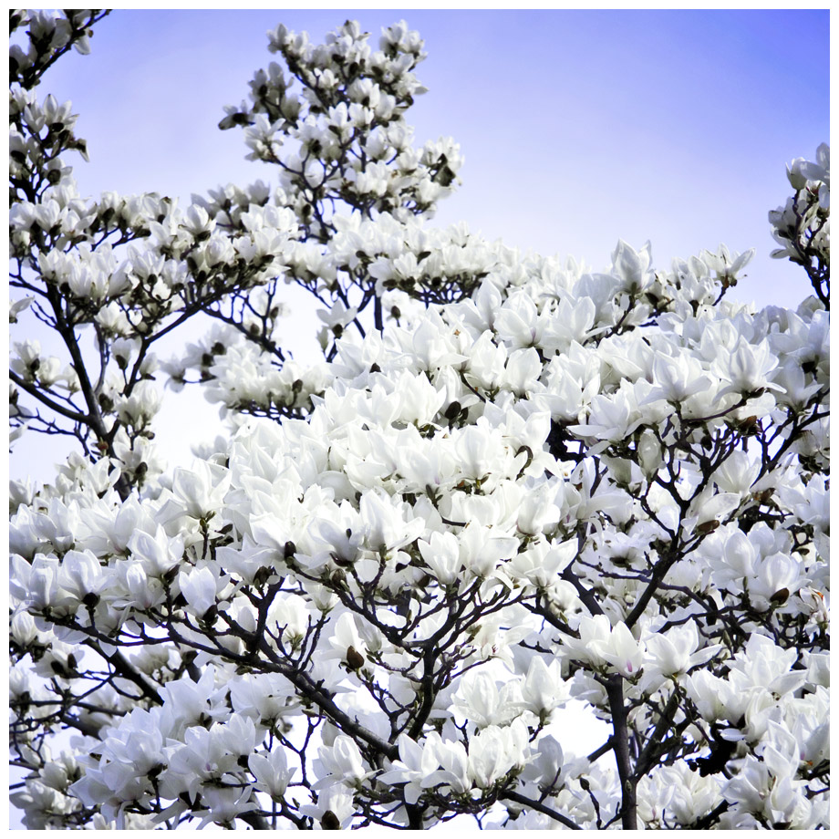 White silence