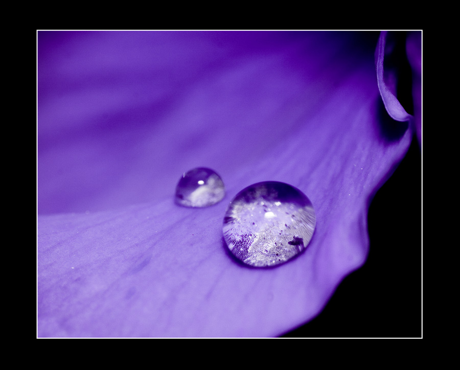 Violet drop