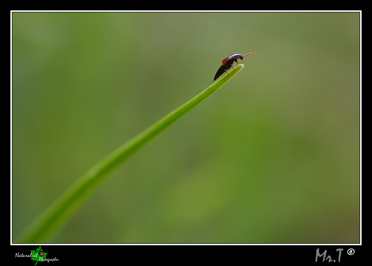 Tra l'erba....parte IV...in cima alla vetta