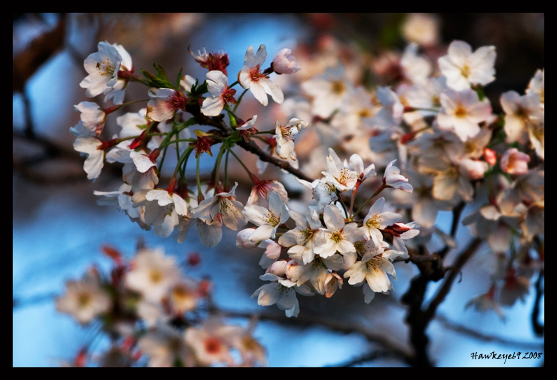 ciliegio da fiore giapponese
