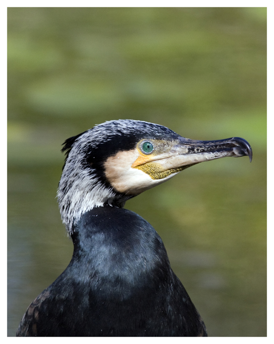 primo piano di cormorano