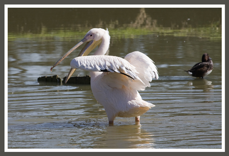 una stiratina ci voleva........