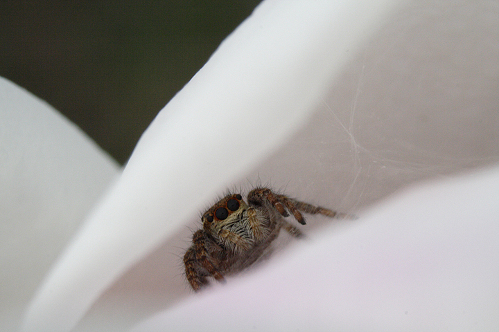 rganetto dentro il fiore