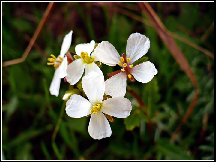 Bianchi di Primavera