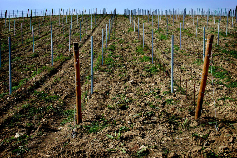 Dalla terra al bicchiere la strada � in "salita"