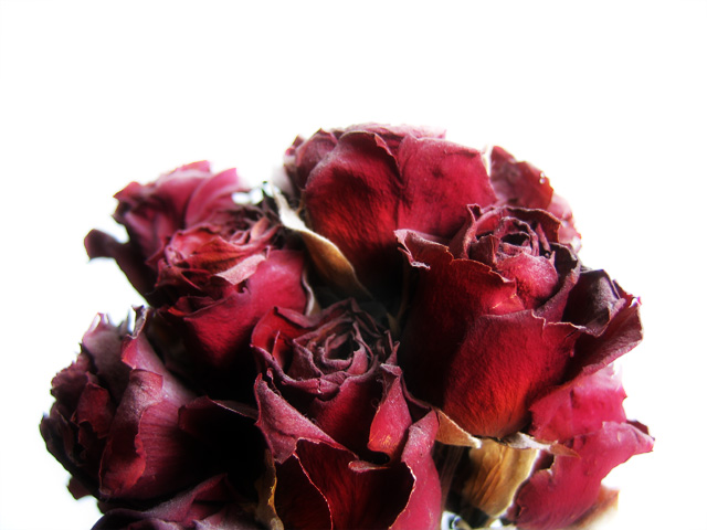 Dead Roses