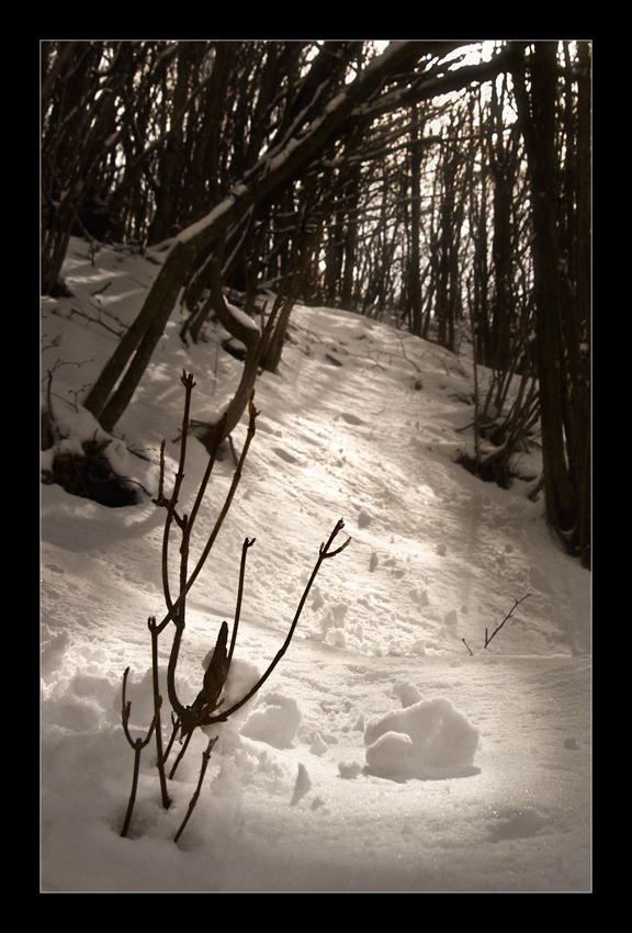 Piccolo Sogno sulla Neve