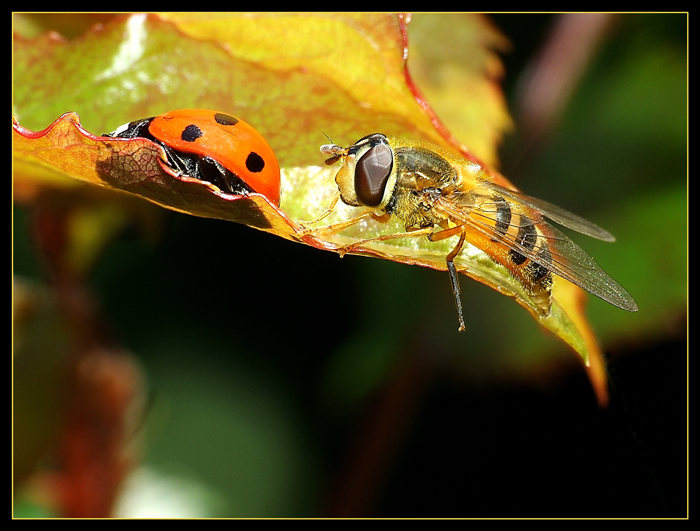 Dobbiamo stare vicini vicini ....