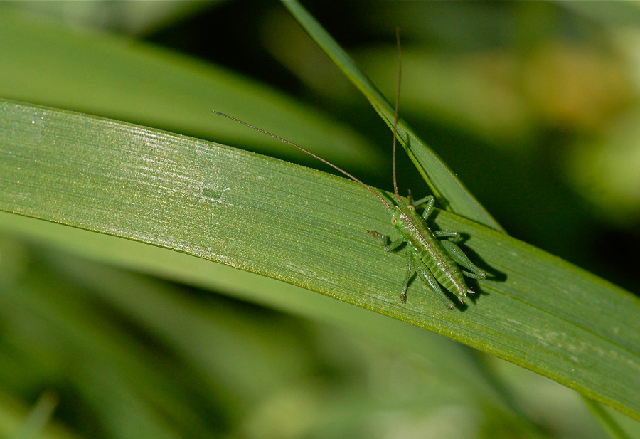 Giovani grilli crescono