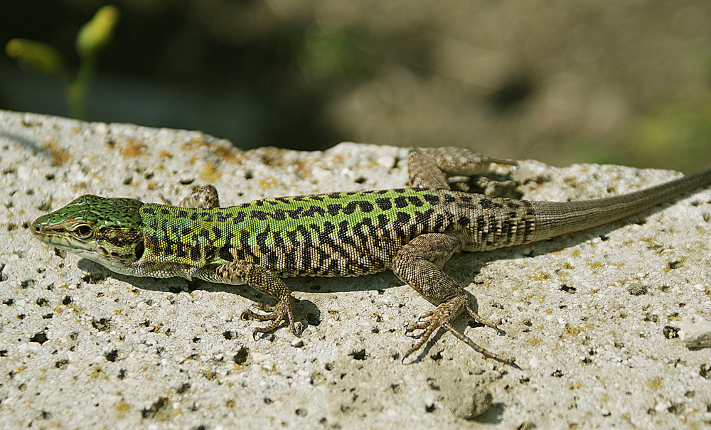 Lucertola in Posa