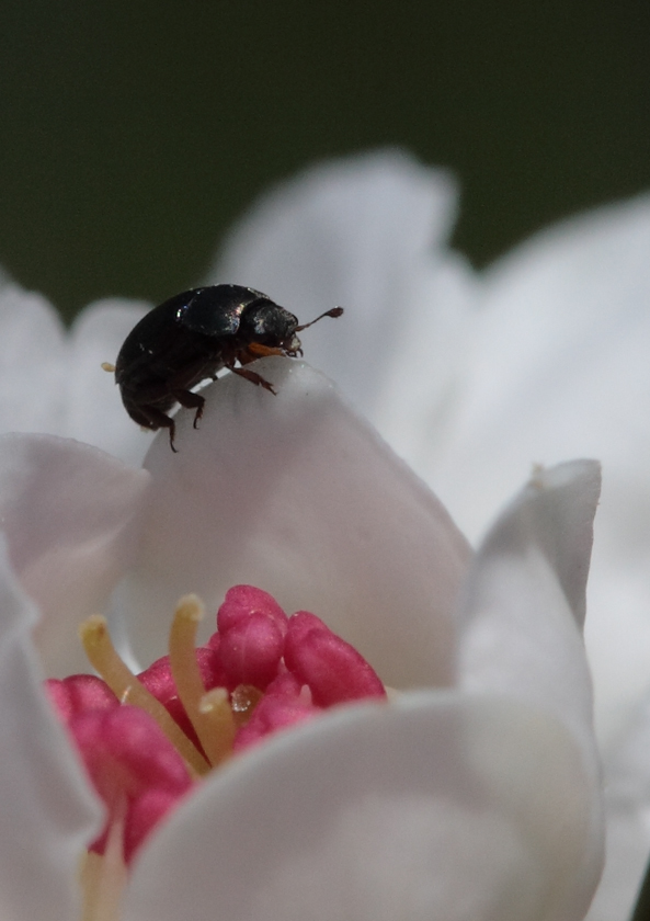 fiore con piccolo ospite