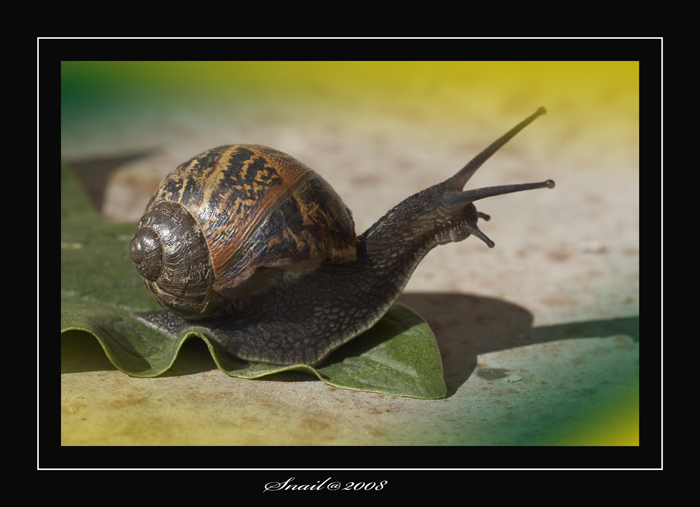 Snail