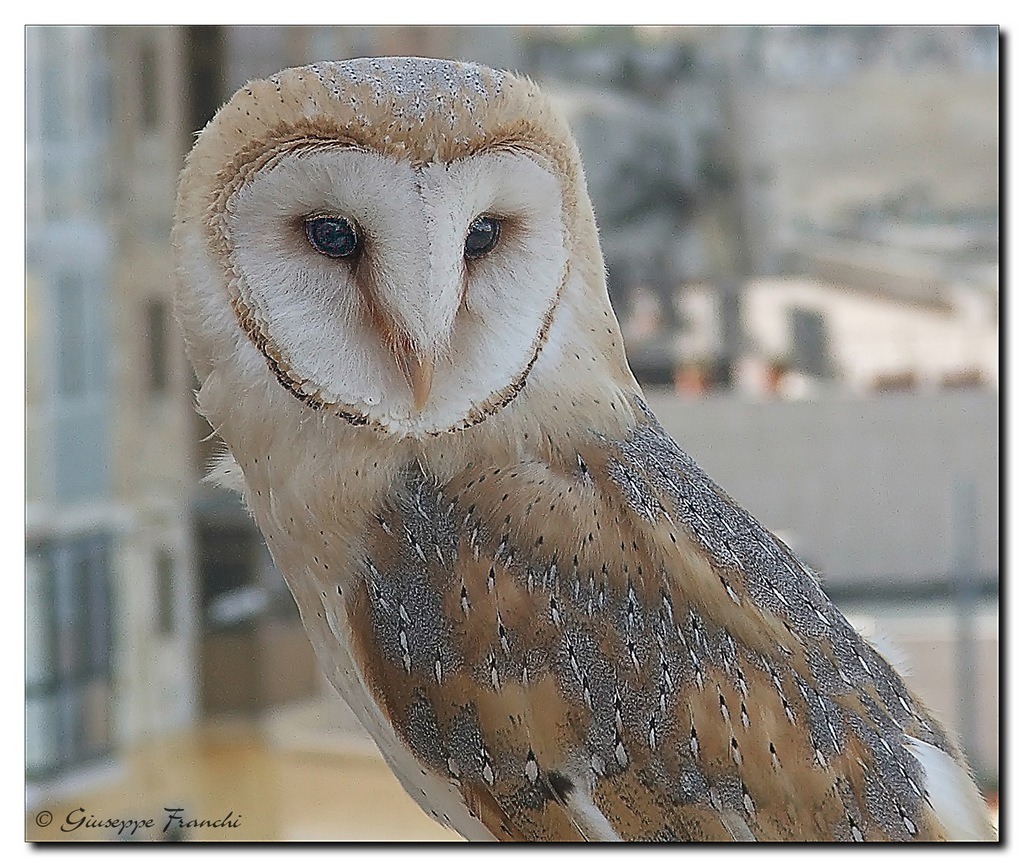 Il barbagianni (in cattivit�)