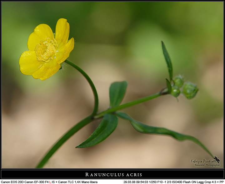 Ranuncolo... compo virtuosa 1!