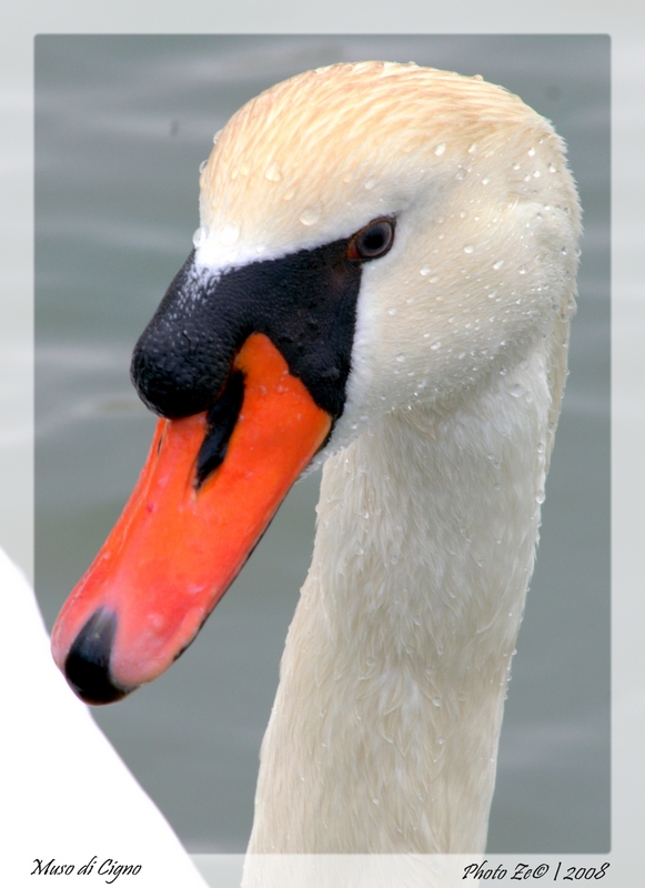 Muso da Cigno