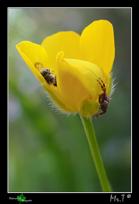 Non guardarmi....rischi!