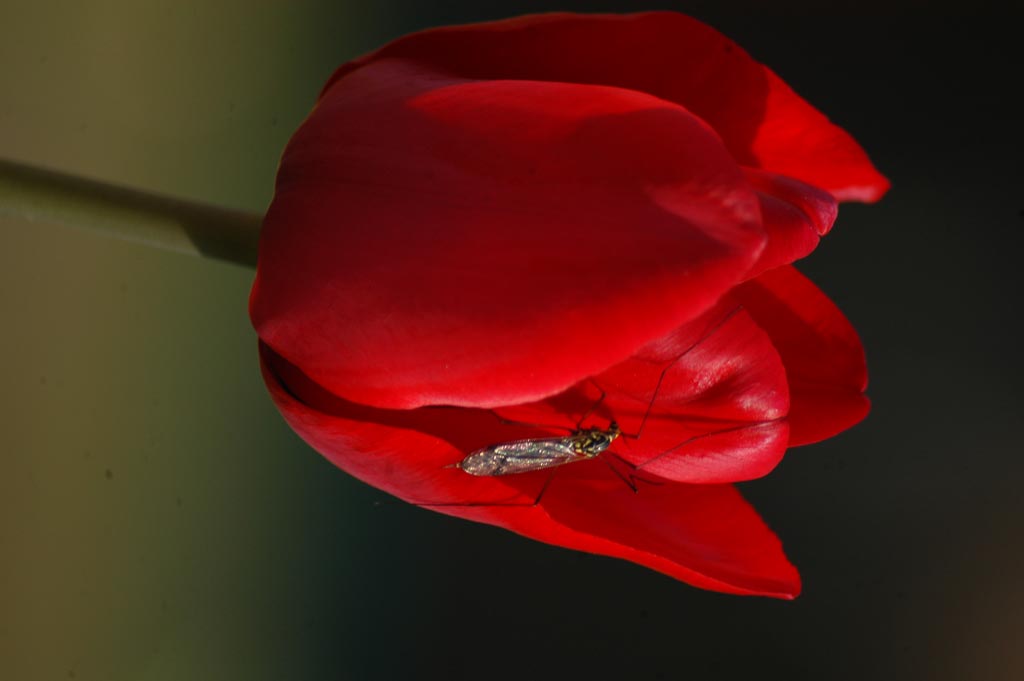 questo strano insetto