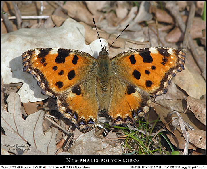 Nymphalide polychloros 2