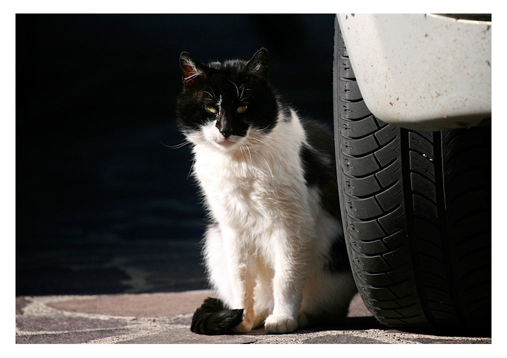 ... semplicemente GATTO.